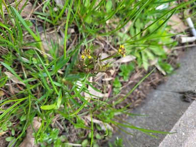 Erysimum cheiranthoides, photographed by Dmitriy Bochkov