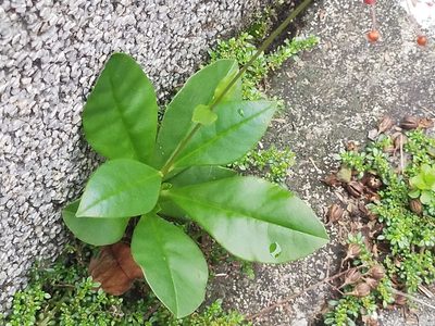 Talinum paniculatum, photographed by 劉哲瑋