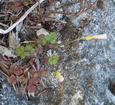 Oxalis depressa, photographed by linkie