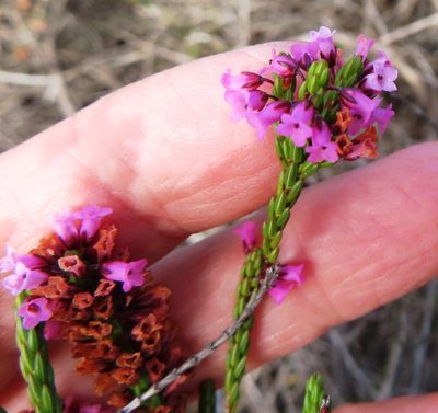 Erica longiaristata, photographed by linkie