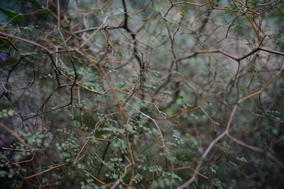 Sophora microphylla, photographed by Jon Sullivan