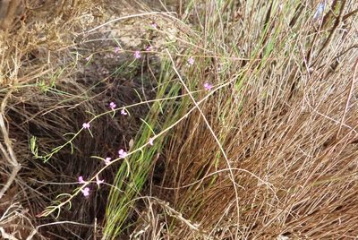 Muraltia filiformis, photographed by linkie