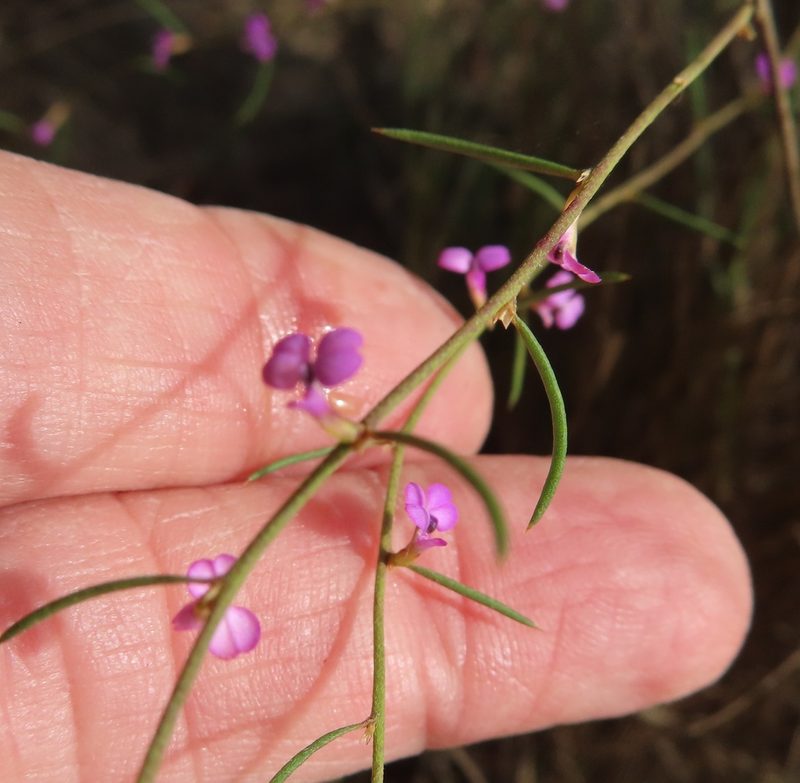 Muraltia filiformis, photographed by linkie