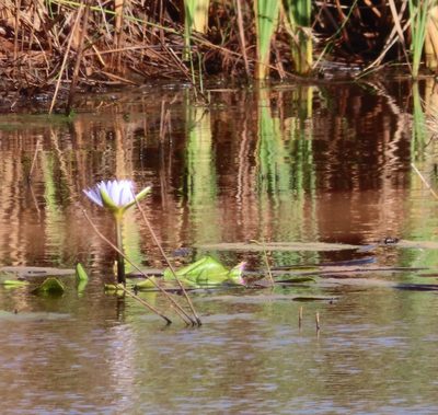 Nymphaea nouchali, photographed by linkie