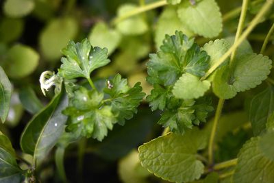 Petroselinum crispum, photographed by Jon Sullivan
