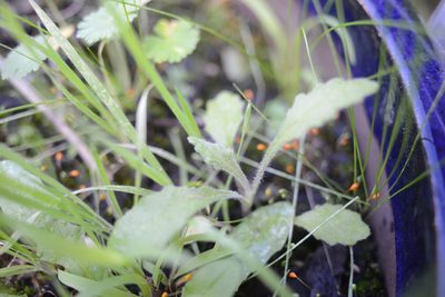 Senecio glomeratus, photographed by Jon Sullivan