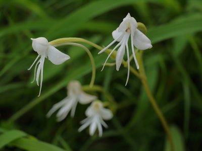Habenaria rariflora, photographed by Dinesh Valke
