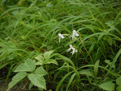 Habenaria rariflora, photographed by Dinesh Valke