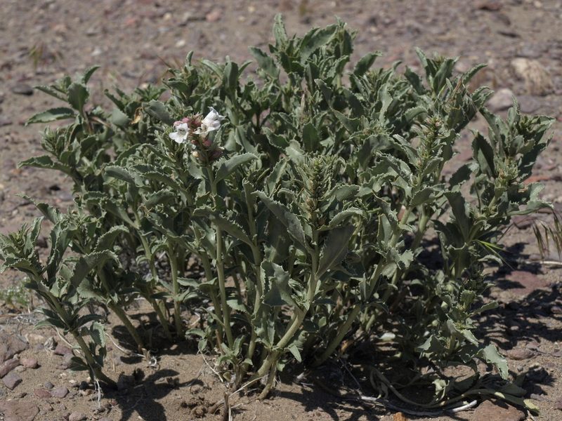 Penstemon arenarius, photographed by Jim Morefield