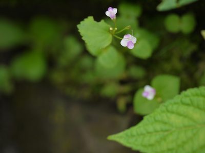 Craterostigma nummulariifolium, photographed by Dinesh Valke