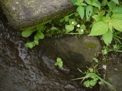 Craterostigma nummulariifolium, photographed by Dinesh Valke