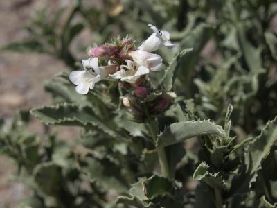 Penstemon arenarius, photographed by Jim Morefield