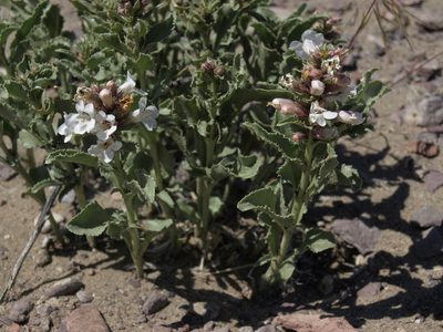Penstemon arenarius, photographed by Jim Morefield