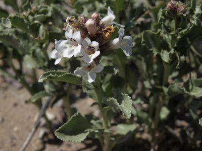 Penstemon arenarius, photographed by Jim Morefield
