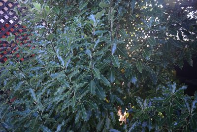 Pittosporum eugenioides, photographed by Jon Sullivan