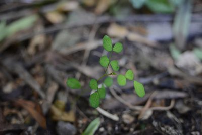 Sophora microphylla, photographed by Jon Sullivan