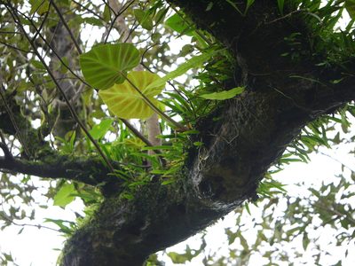 Remusatia vivipara, photographed by Dinesh Valke