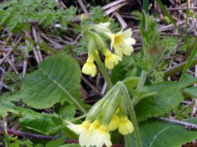 Primula elatior, photographed by Michael Hansen