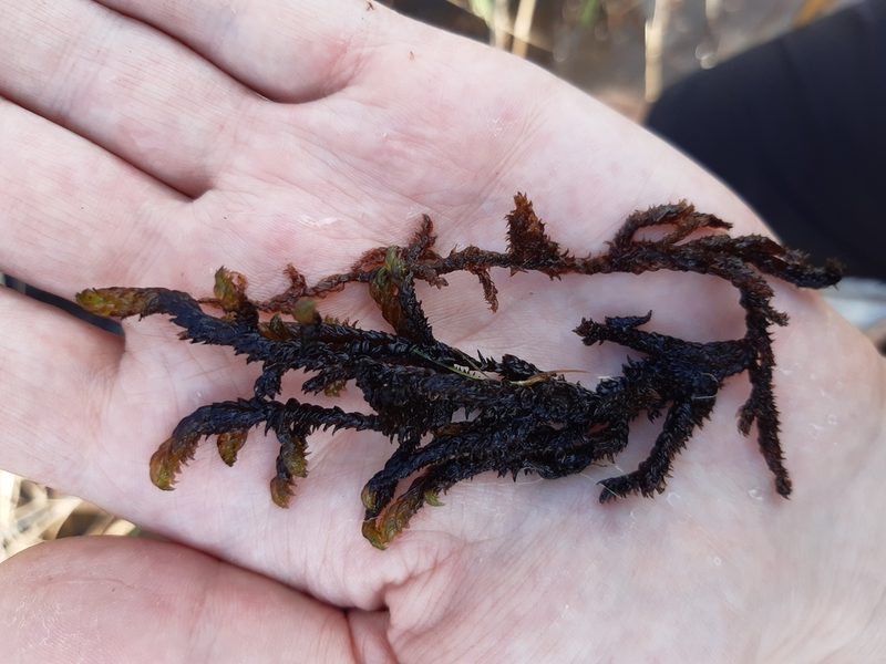 Scorpidium scorpioides, photographed by Petr Knotek