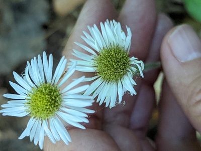 Erigeron pulchellus, photographed by Alison Northup