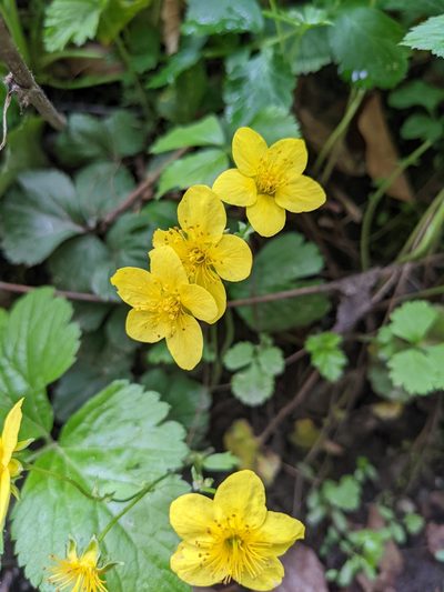 Waldsteinia ternata, photographed by Tobias Schönberg