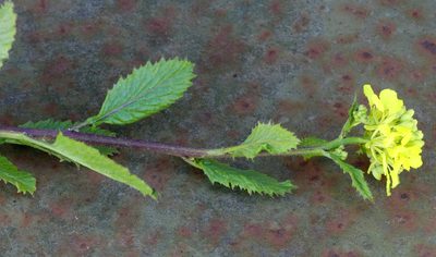 Mutarda arvensis, photographed by Michael Hansen
