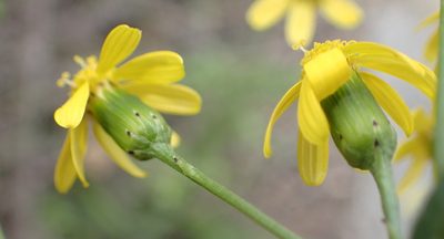 Senecio burchellii, photographed by Nicola van Berkel