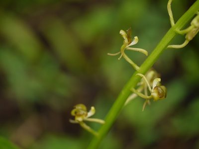 Liparis odorata, photographed by Dinesh Valke