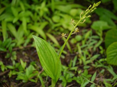 Liparis odorata, photographed by Dinesh Valke