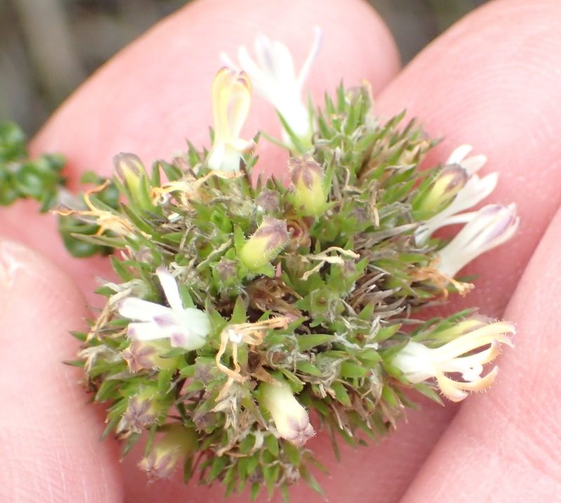 Wahlenbergia desmantha, photographed by Nicola van Berkel