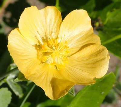 Abutilon sonneratianum