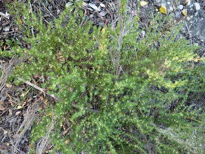 Cliffortia filifolia, photographed by Nicola van Berkel