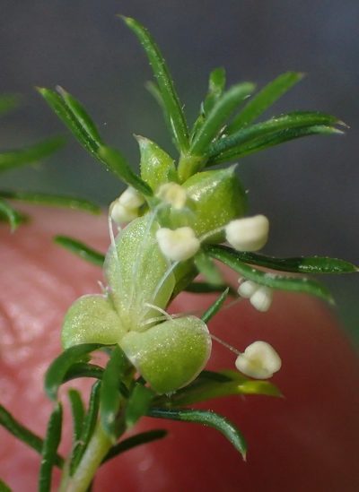 Cliffortia filifolia, photographed by Nicola van Berkel