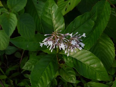 Rauvolfia serpentina, photographed by Dinesh Valke