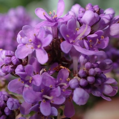 Selago villicaulis, photographed by Nicola van Berkel