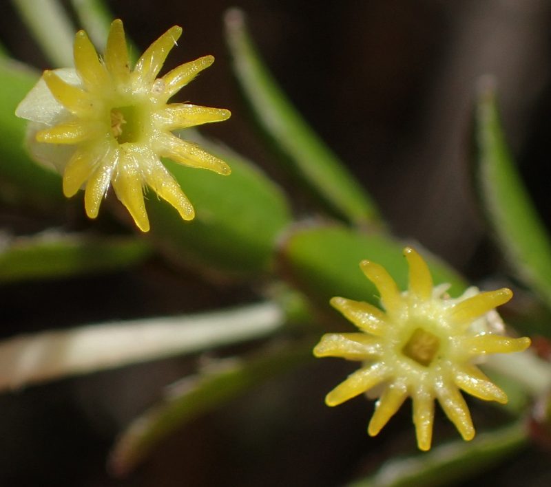 Struthiola argentea, photographed by Nicola van Berkel
