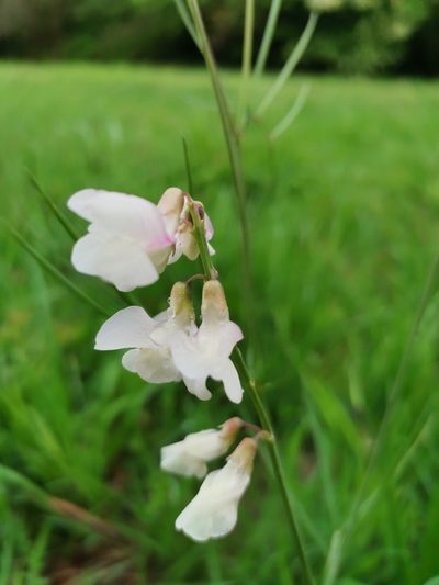 Lathyrus pannonicus, photographed by Daniel Ellehammer Larsen