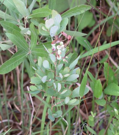 Gaylussacia nana, photographed by Lauren McLaurin