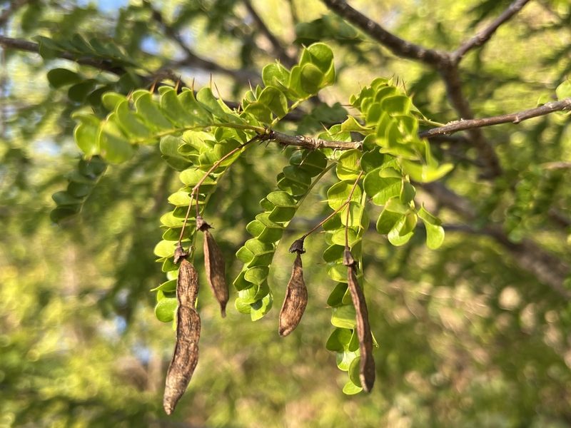 Pictetia aculeata, photographed by Alan Weakley