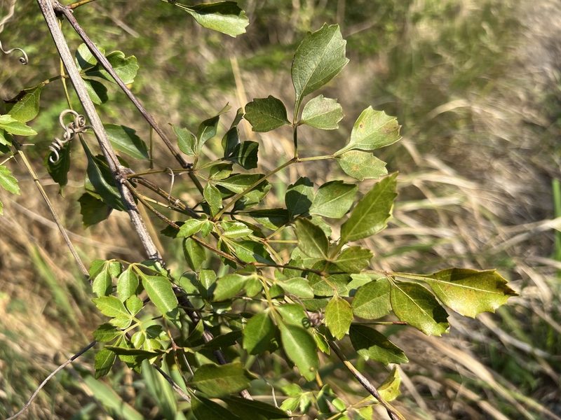 Serjania lucida, photographed by Alan Weakley
