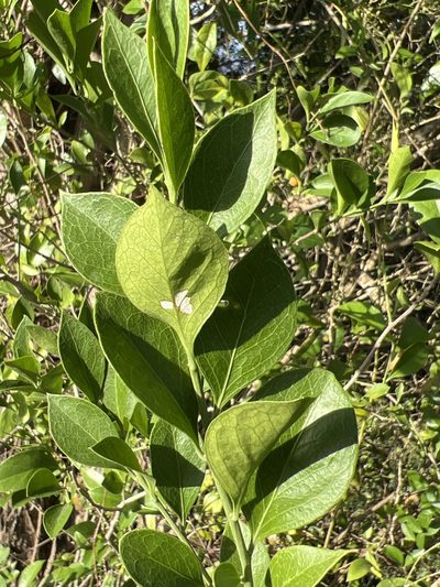 Schaefferia frutescens, photographed by Alan Weakley