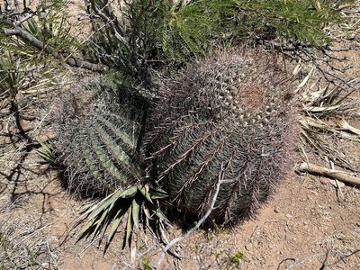 Ferocactus wislizeni, photographed by CK2AZ