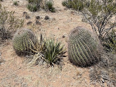 Ferocactus wislizeni, photographed by CK2AZ