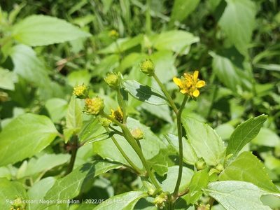 Wollastonia biflora, photographed by Ong Jyh Seng