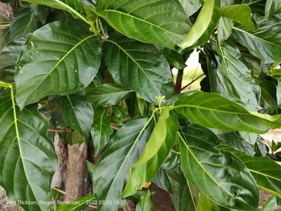 Morinda citrifolia, photographed by Ong Jyh Seng