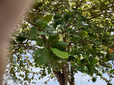 Terminalia catappa, photographed by Ong Jyh Seng