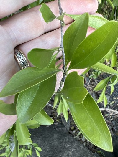 Schaefferia frutescens, photographed by Alan Weakley