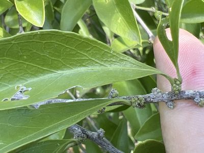Schaefferia frutescens, photographed by Alan Weakley