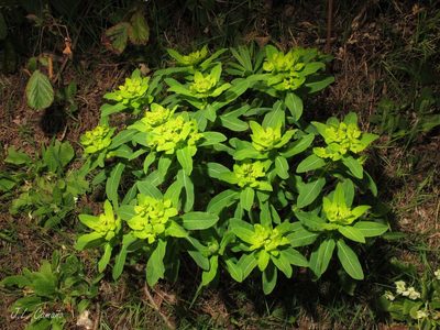 Euphorbia hyberna, photographed by José Luis Camaño