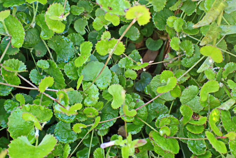 Centella eriantha, photographed by Di Turner